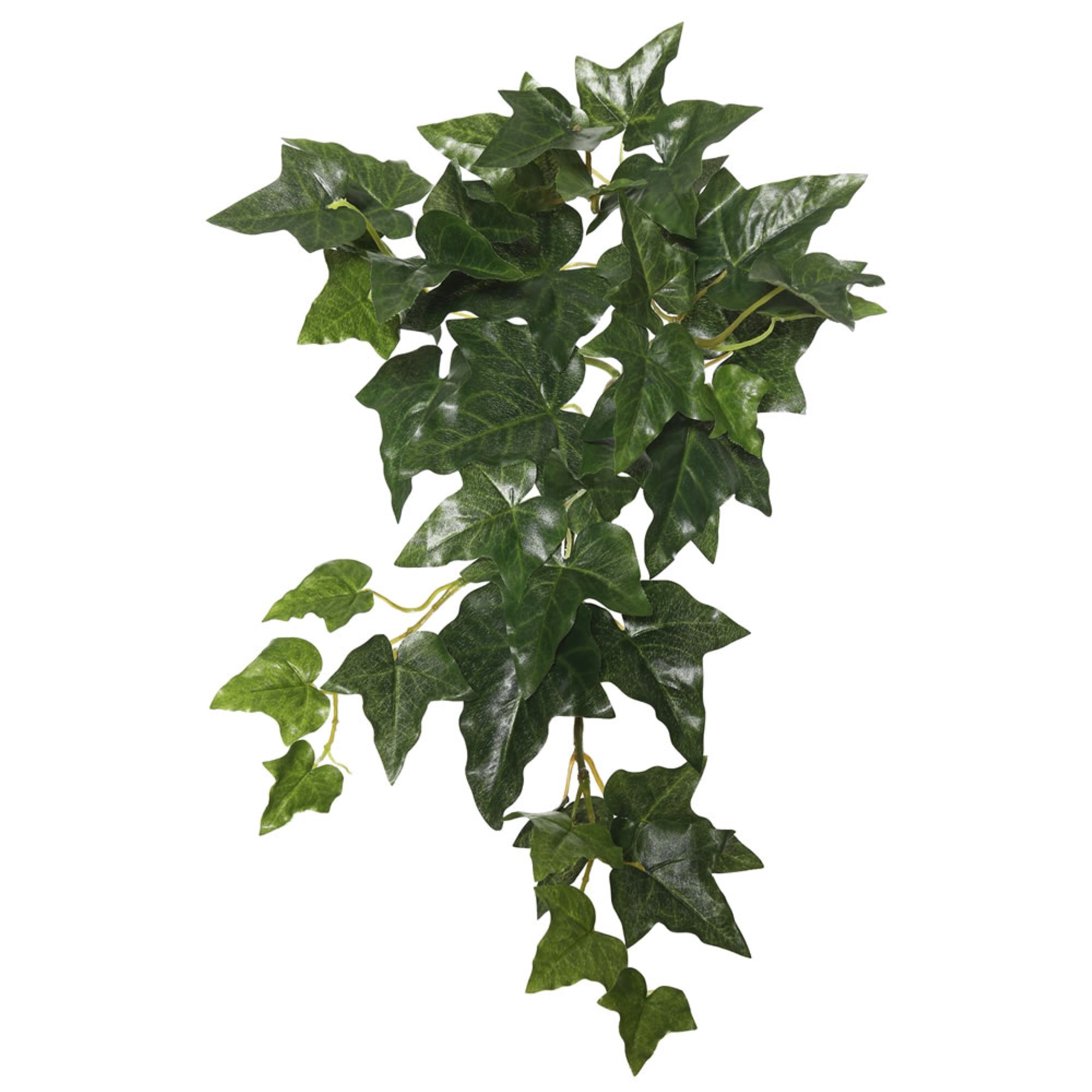 18” Green English Ivy Hanging Bush Pk/3
