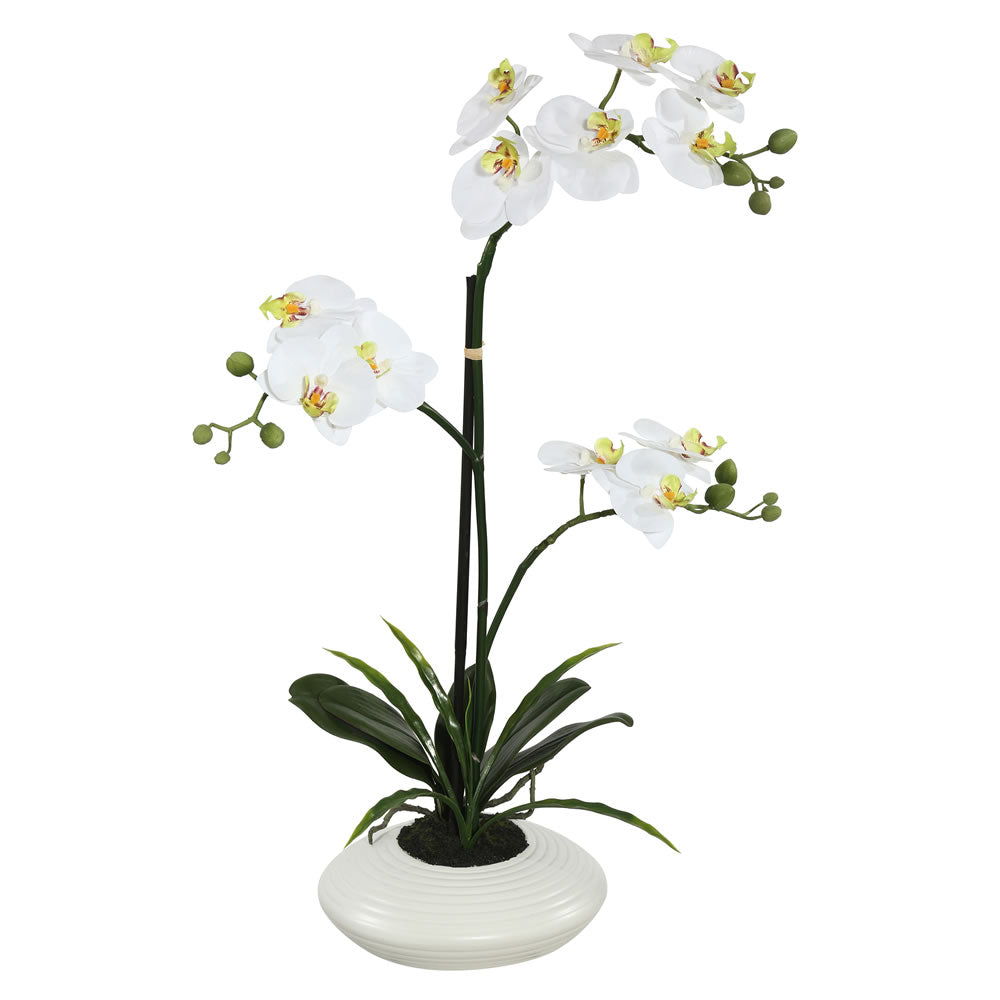 Vickerman 25″ White Potted Orchid - FC170701