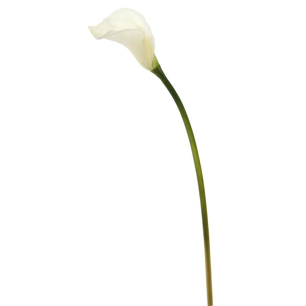 Vickerman 26'' White Calla Lily 6/pk - FD170201
