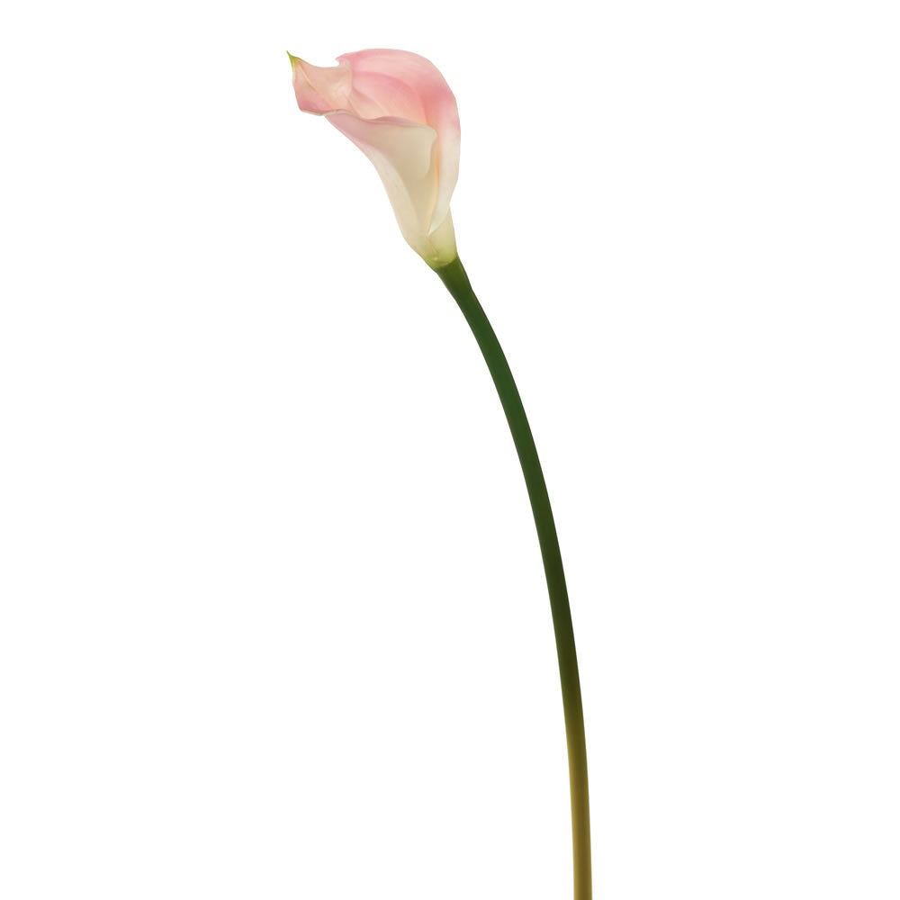 Vickerman 26'' Pink Calla Lily 6/pk - FD170202