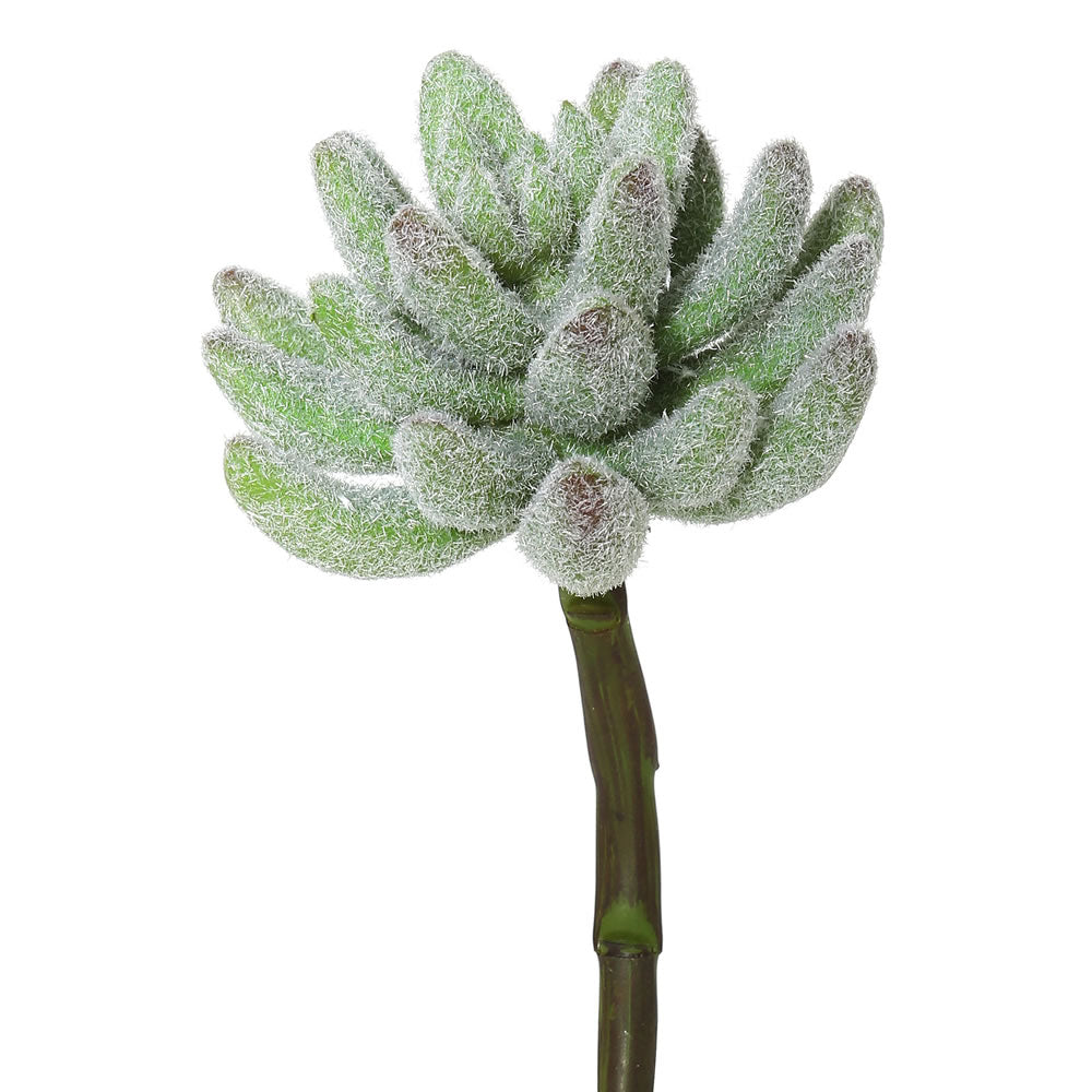 Vickerman 6″ Crassula (PK/3) - FE170501