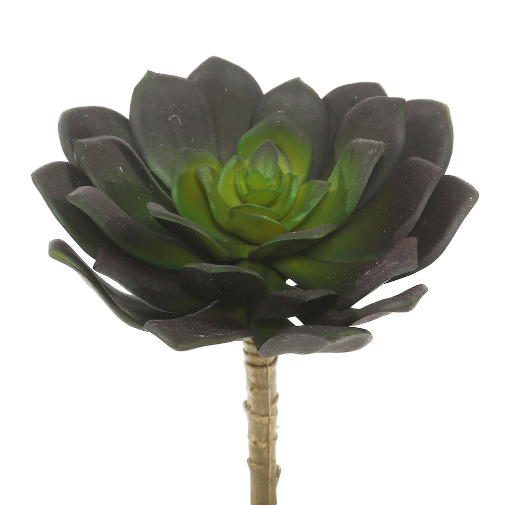 Vickerman 5.75″ Echeveria (PK/3) - FE170801
