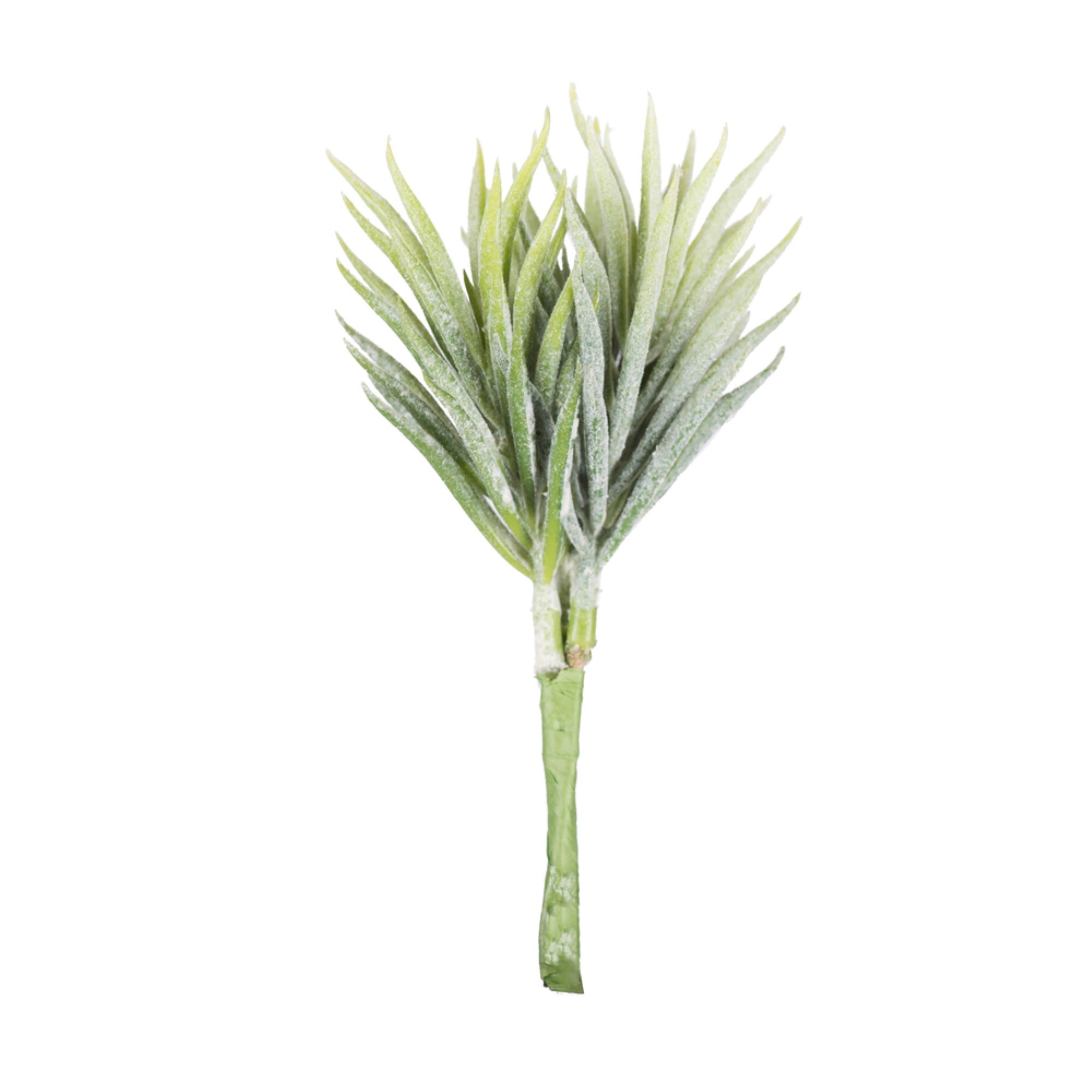 5” Seneco Succulent 6/pk