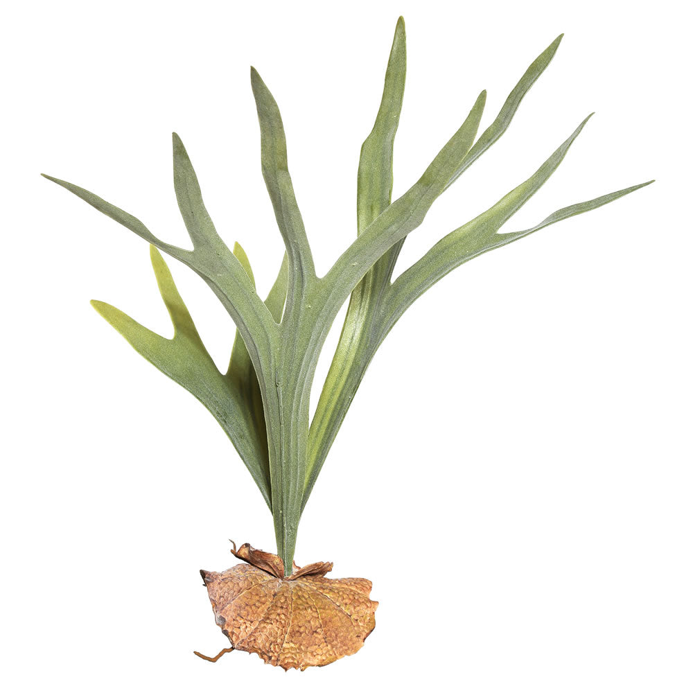 Vickerman 23.5″ Staghorn Fern Pick - FE171301