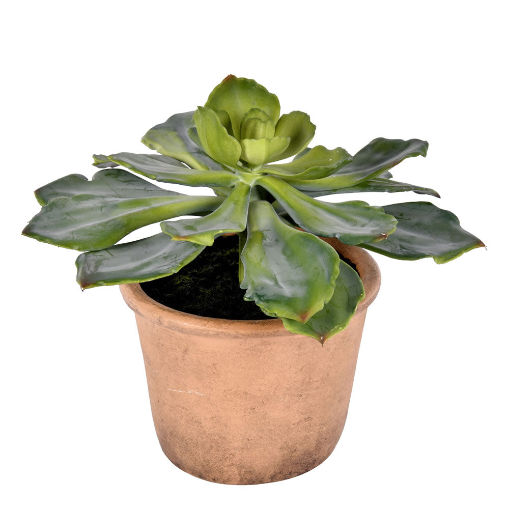 Vickerman 9” Green Potted Succulent - FE192510