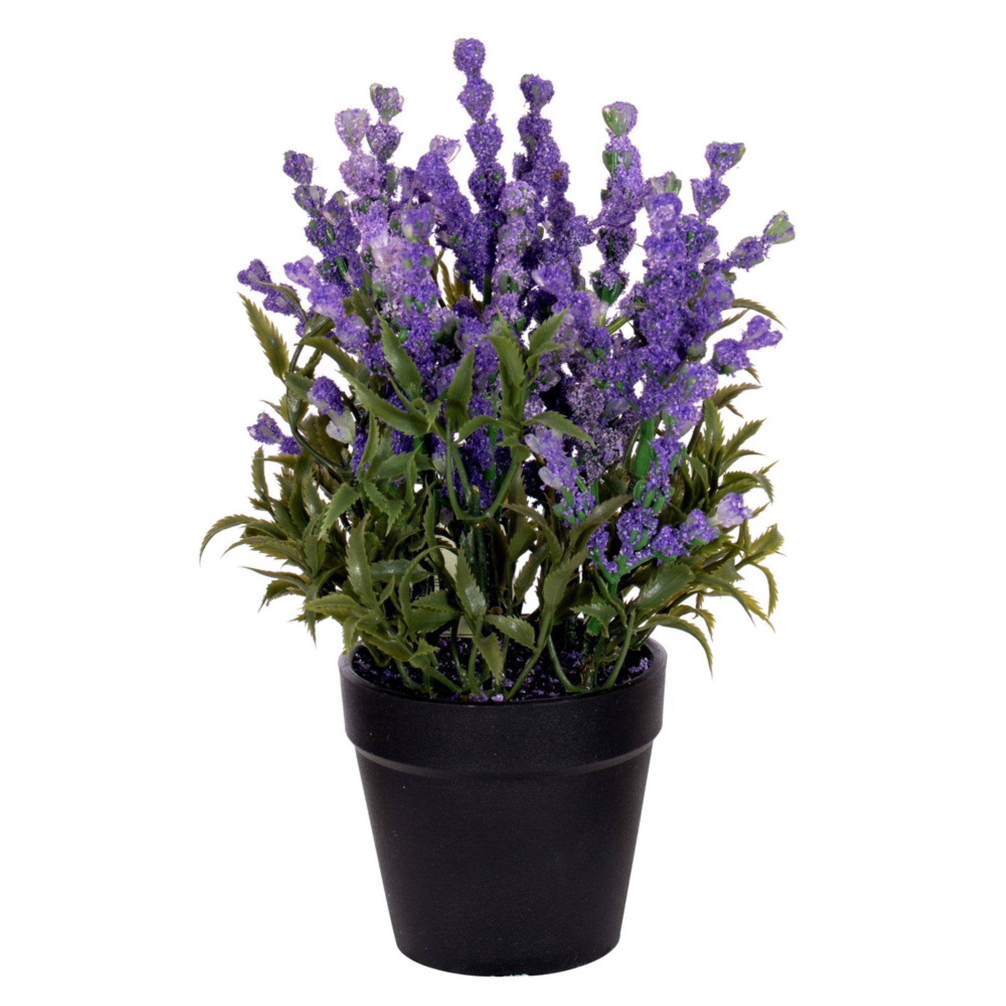10” Purple Lavender in Plastic Pot 4/pk
