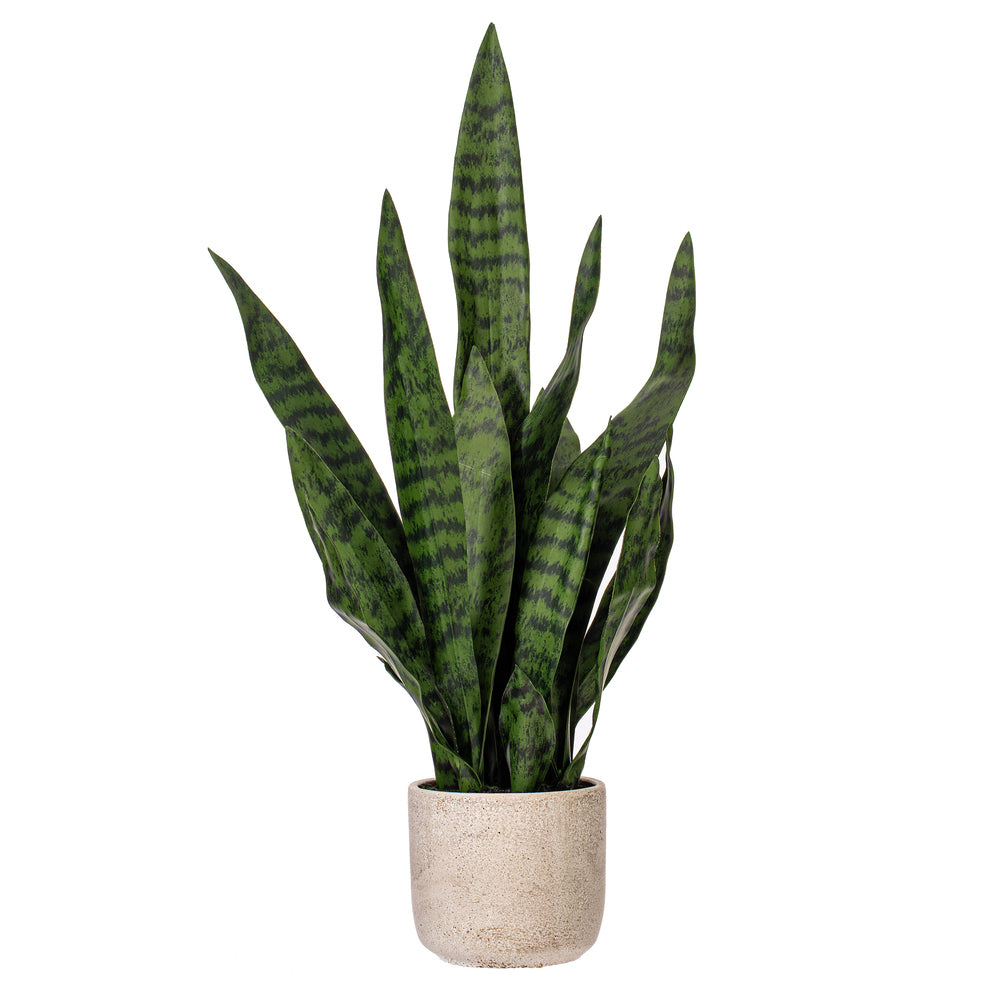 25” Green Snake Plant in Cement Pot