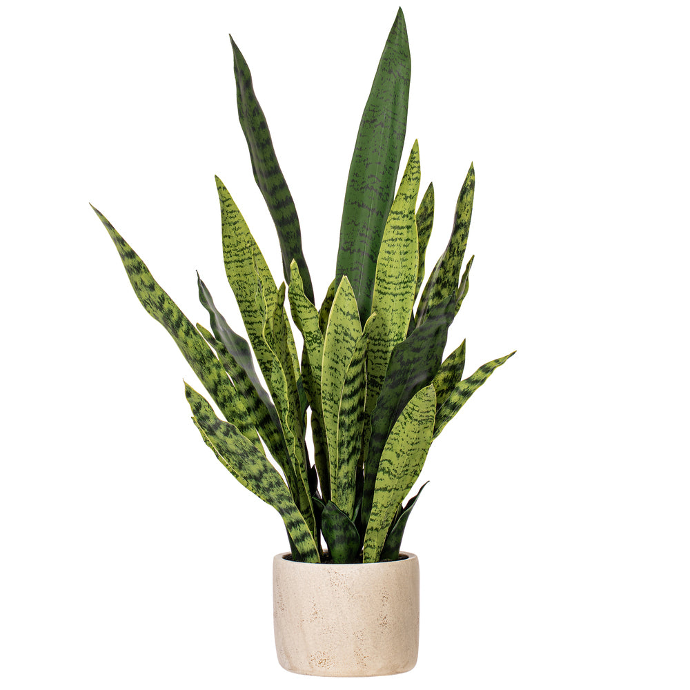28” Green Snake Plant in Gray Cement Pot