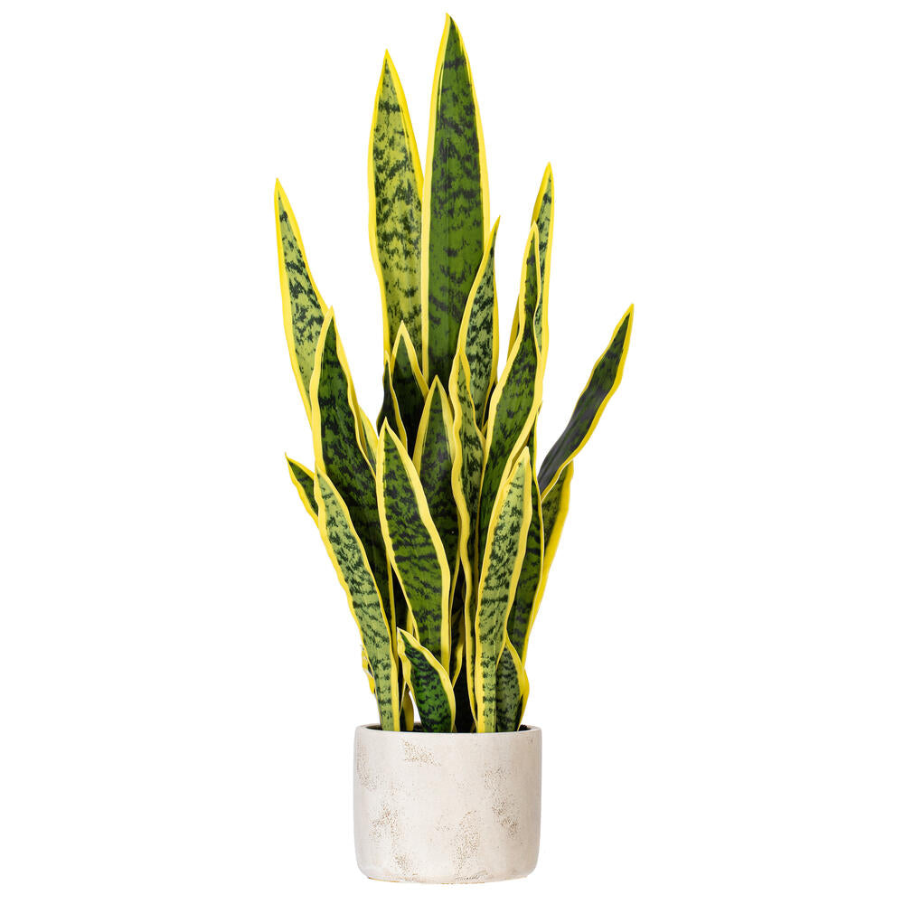 28” Green/Yellow Snake Plant Cement Pot