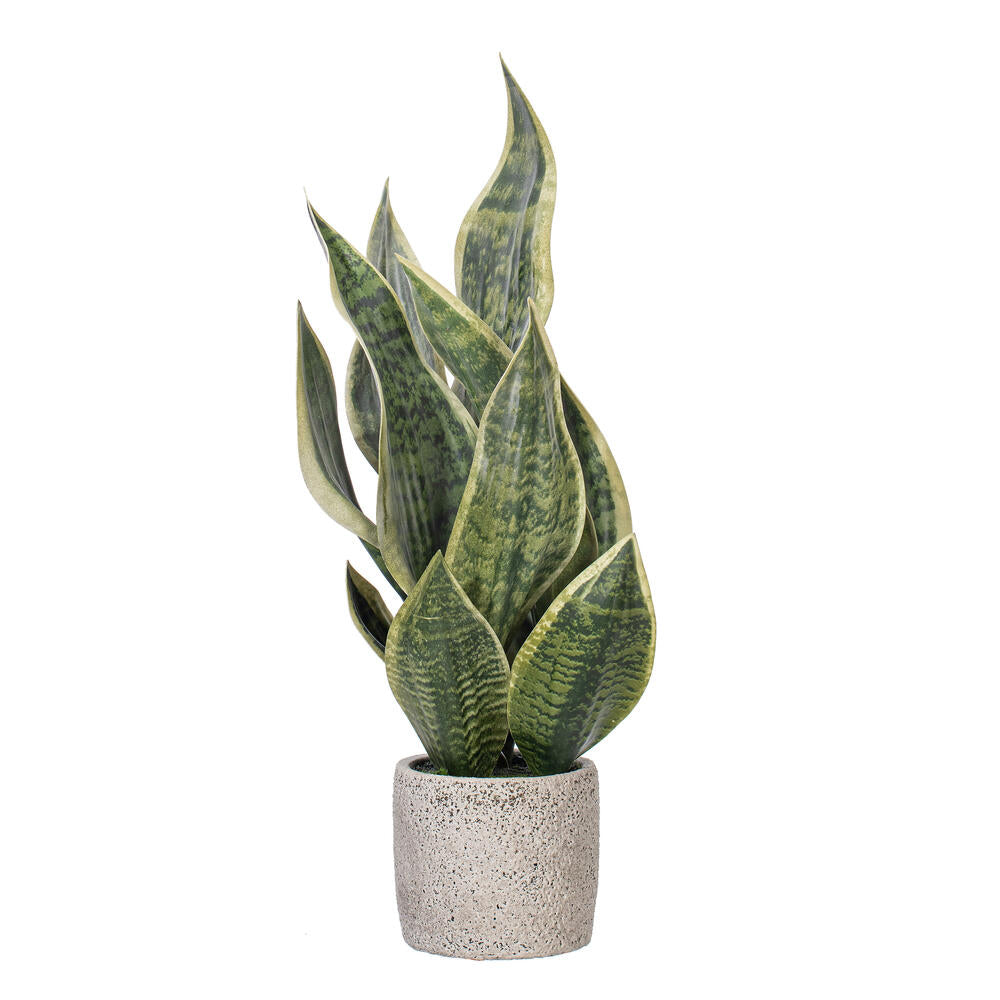 18″ Green Snake Plant in Cement Pot