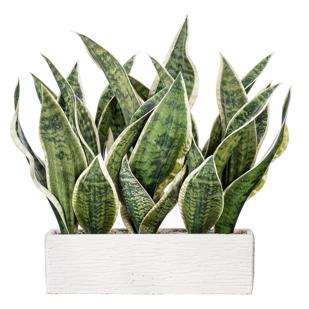 15” Green Snake Plant White Cement Pot