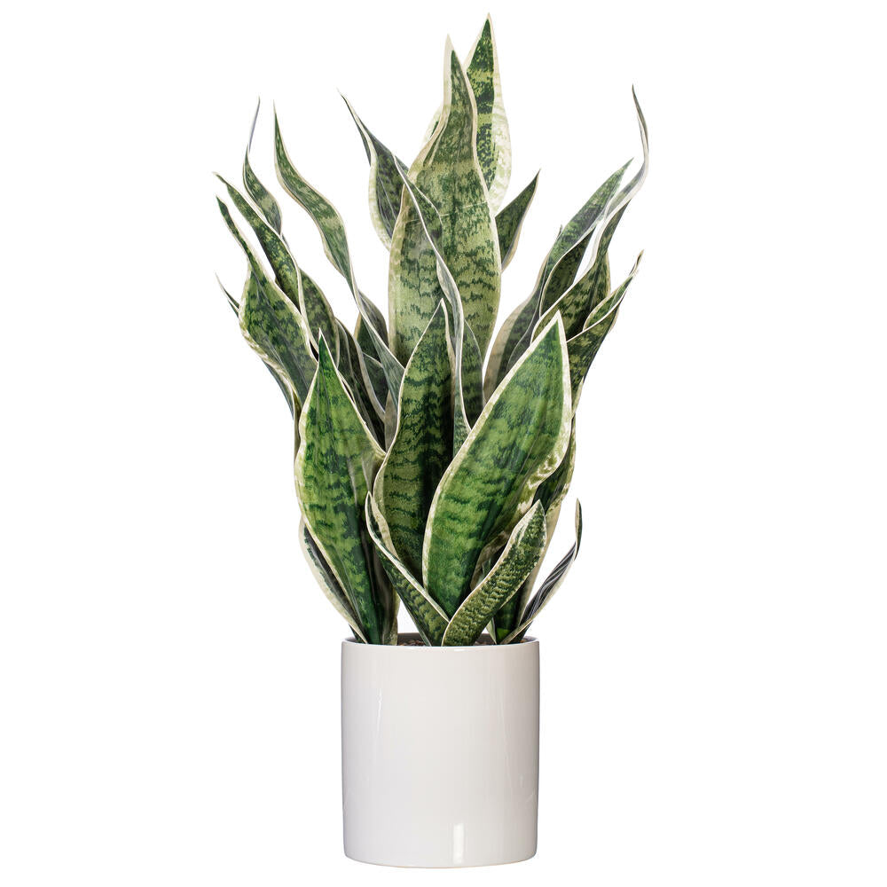 25” Green Snake Plant in Ceramic Pot