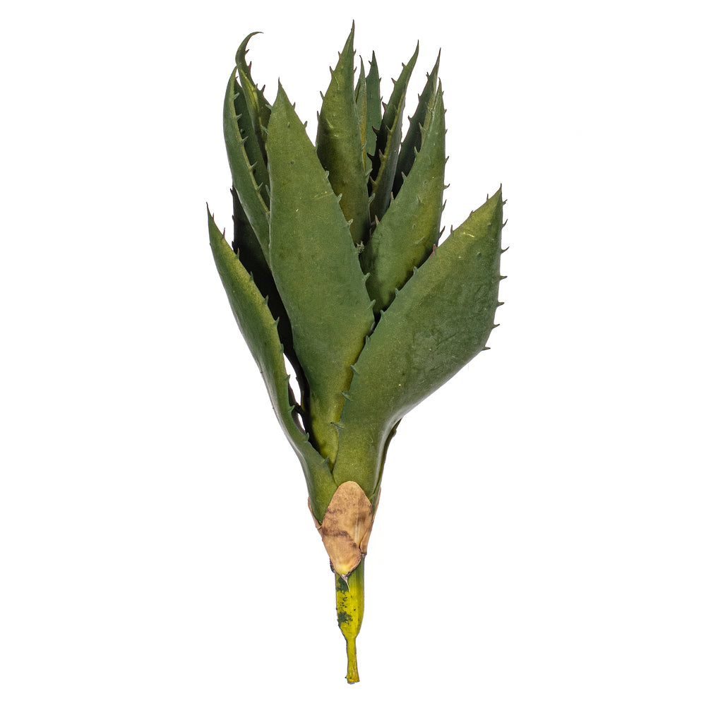 8” Artificial Green Aloe Stem 2/bag