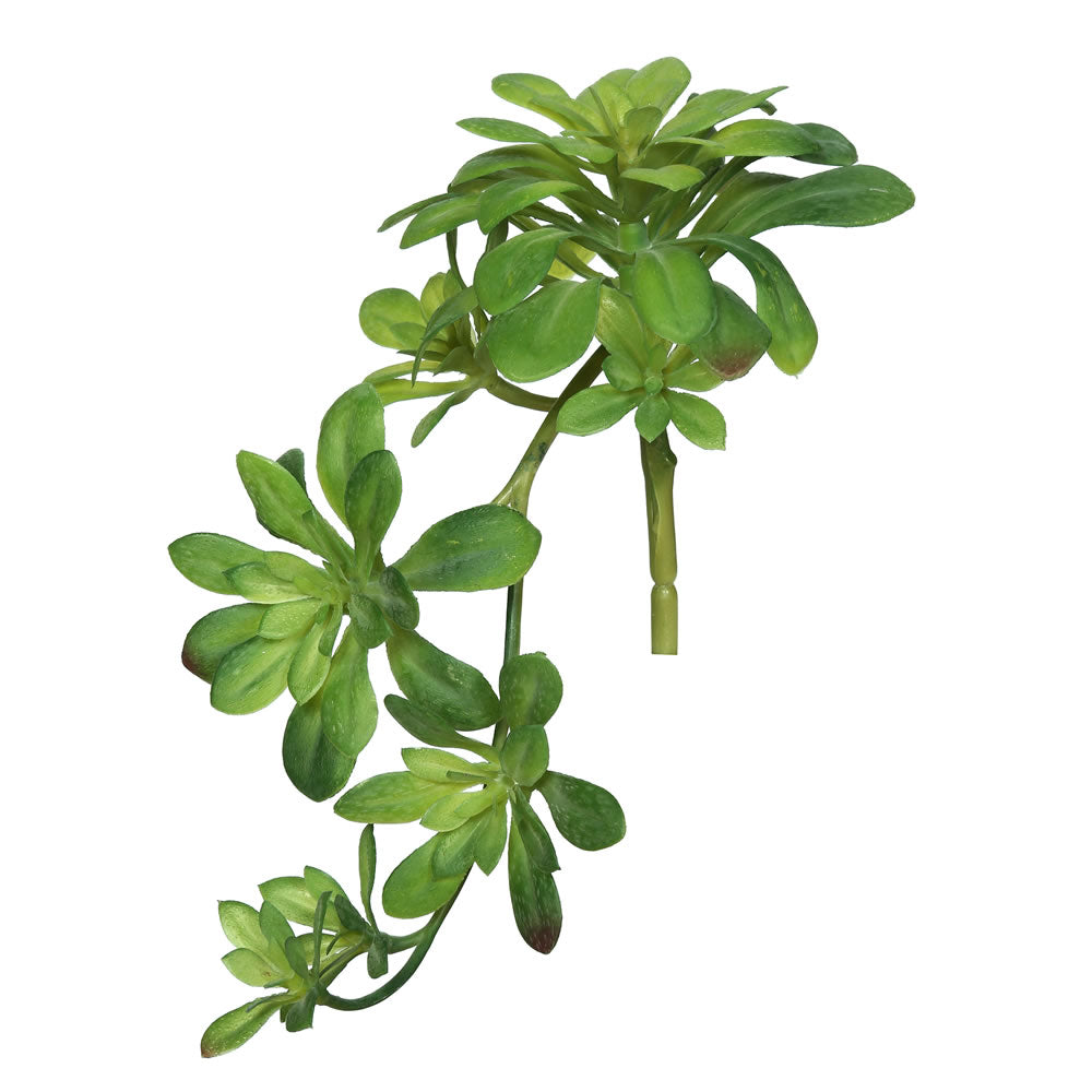 Vickerman 11″ Aeonium Spray-Green (PK/3) - FH170901