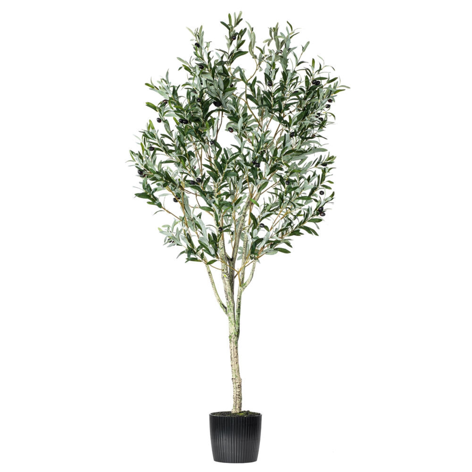 Vickerman 72” Artificial Green Olive Tree in Black Planters Pot.
