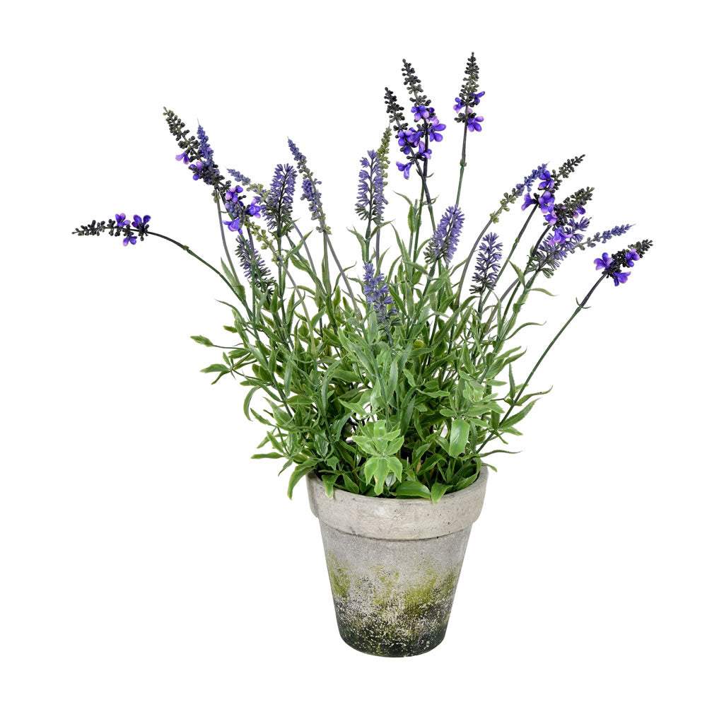 Vickerman 20” Lavender In Cement Pot - FJ190520