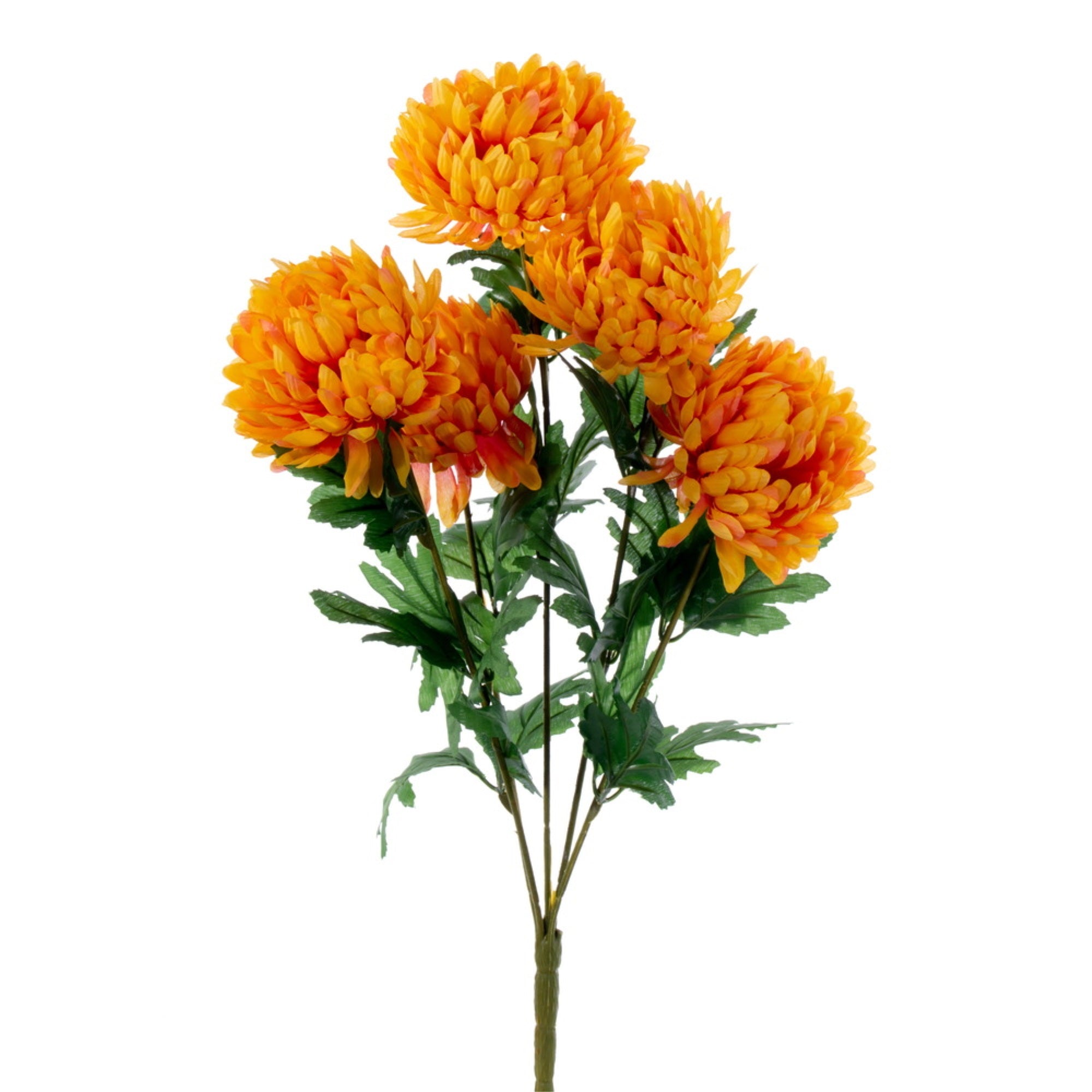 23″ Sunrise Gold Mum Bush x 5