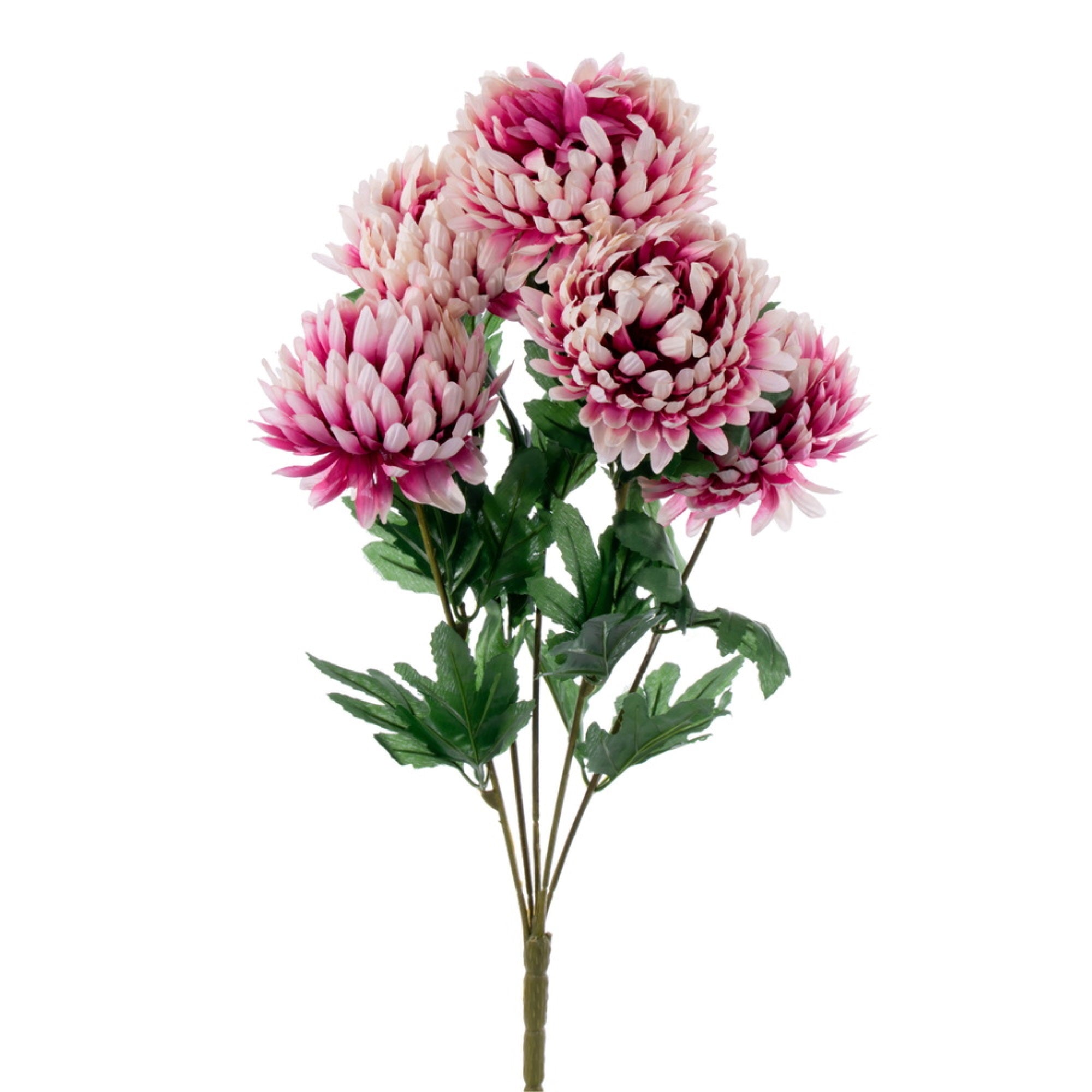 23” Mauve White Mum Bush x 5
