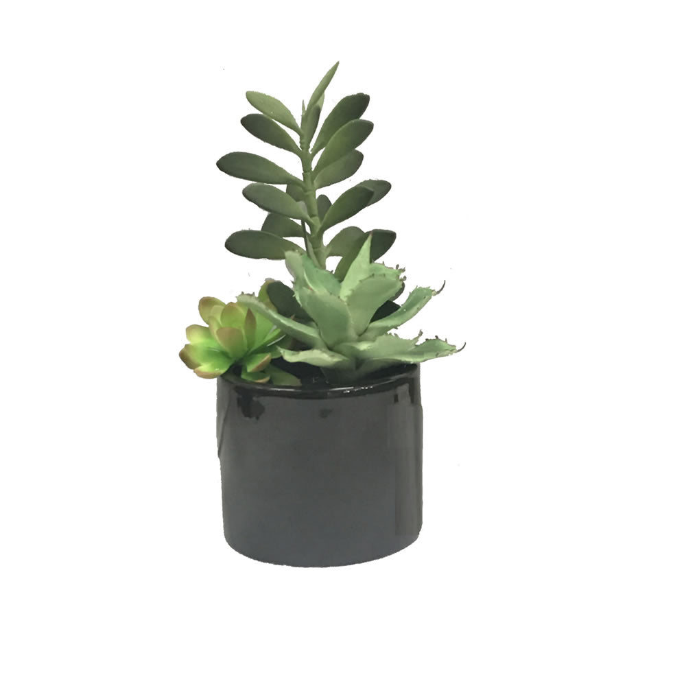 Vickerman 9” Green Succulents in Cement Pot - FM181201