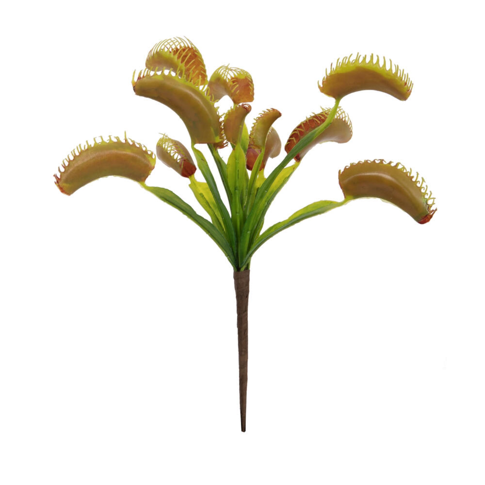12″ Green Venus Flytrap Plant 3/bag