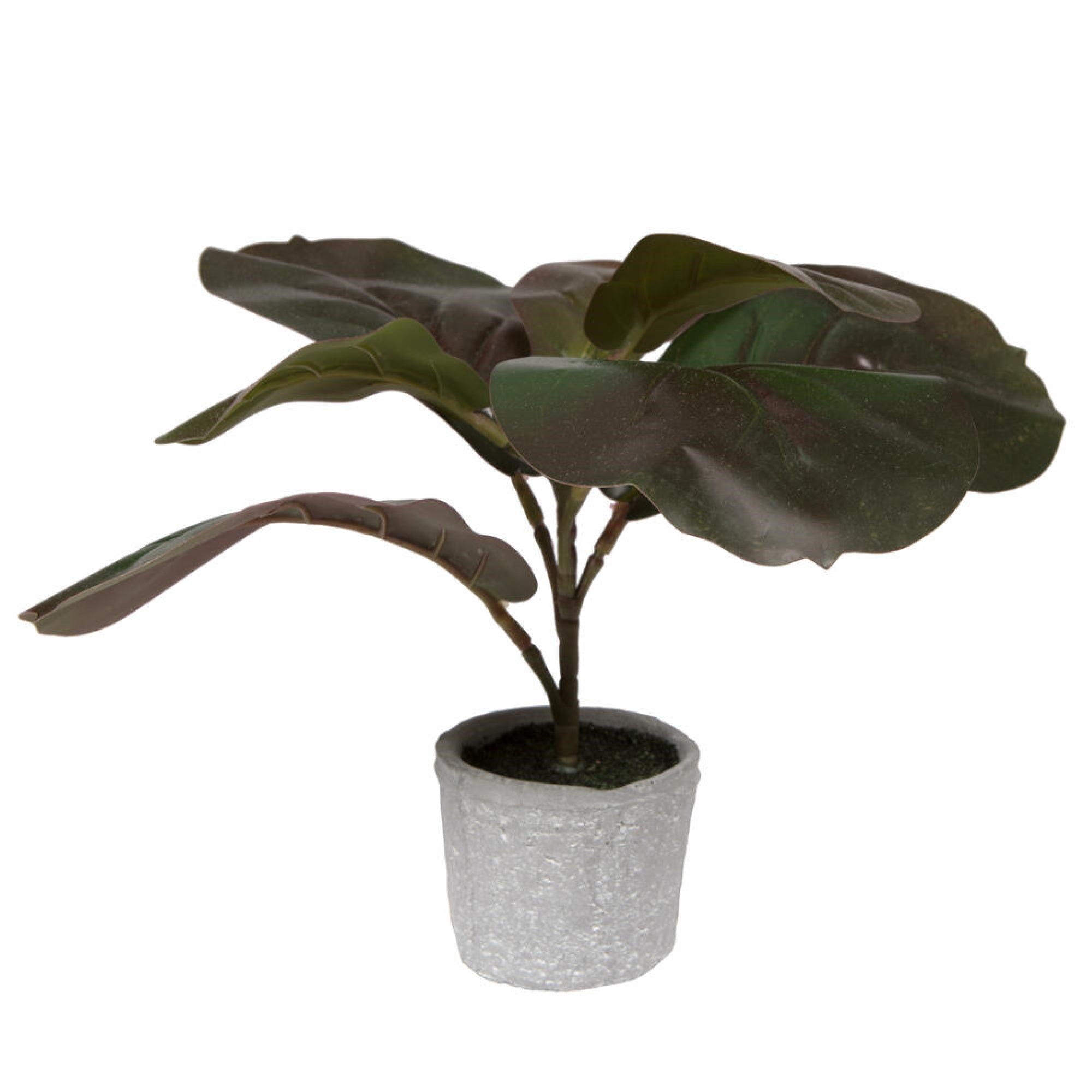 11” Red Green Fiddle Leaf Fig Plant