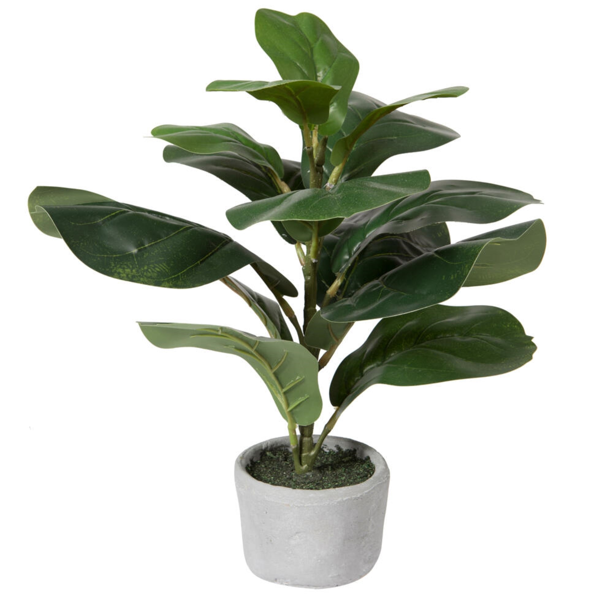 17” Green Fiddle Leaf Fig Plant in Pot