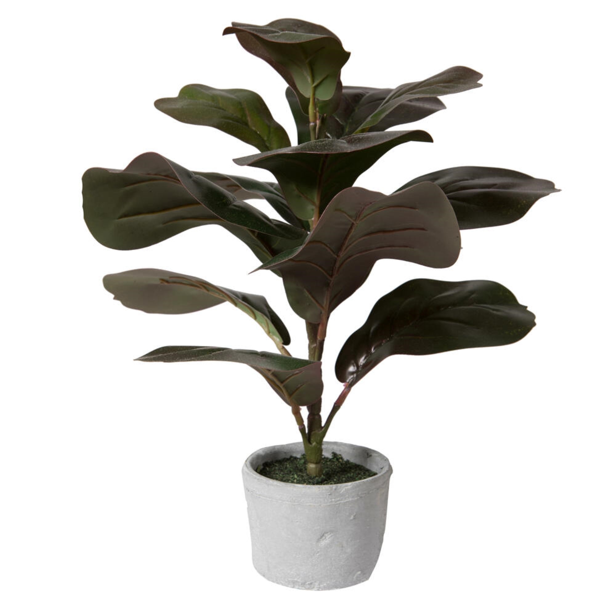 17” Red Green Fiddle Leaf Fig Plant