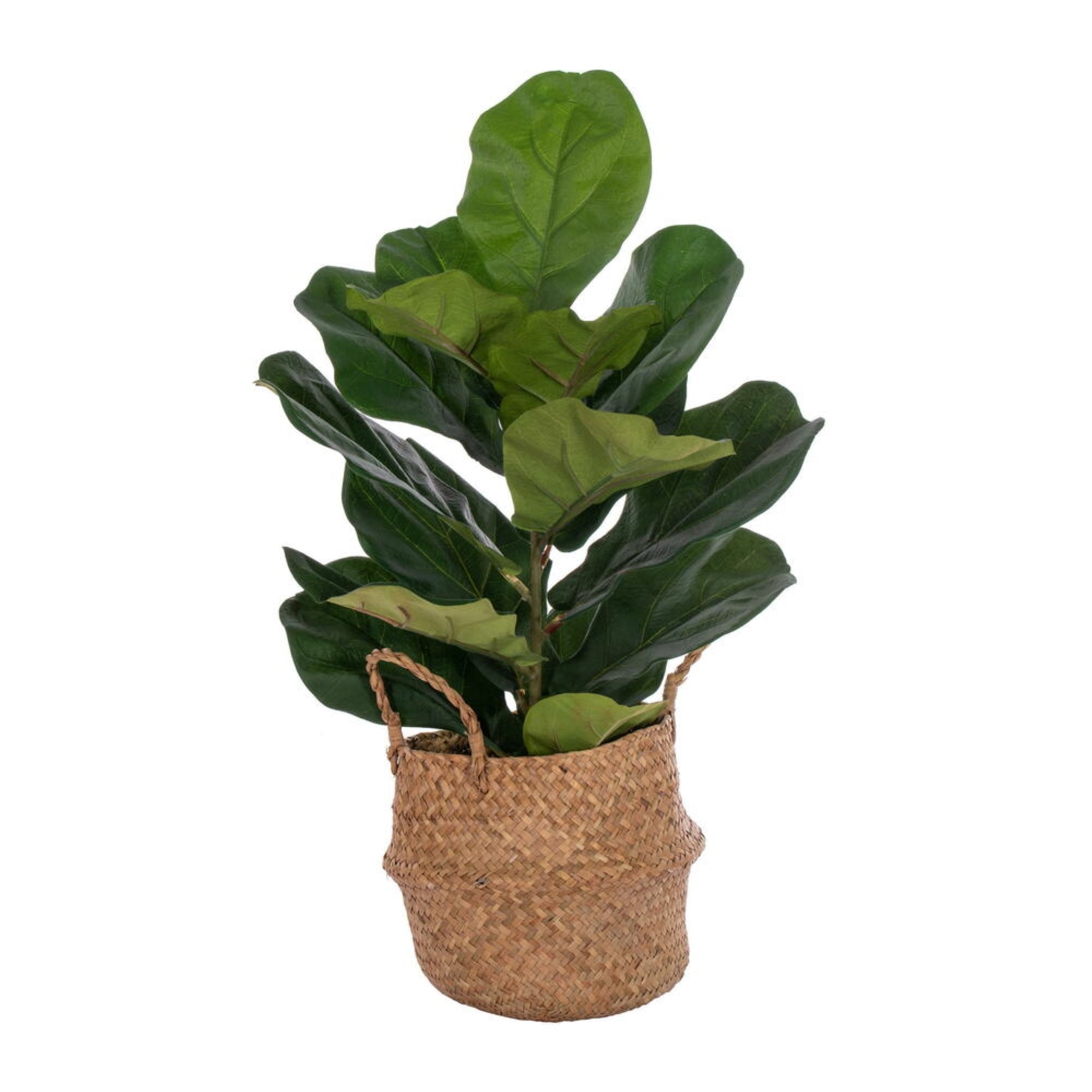 27 Green Fiddle Leaf in Woven Basket