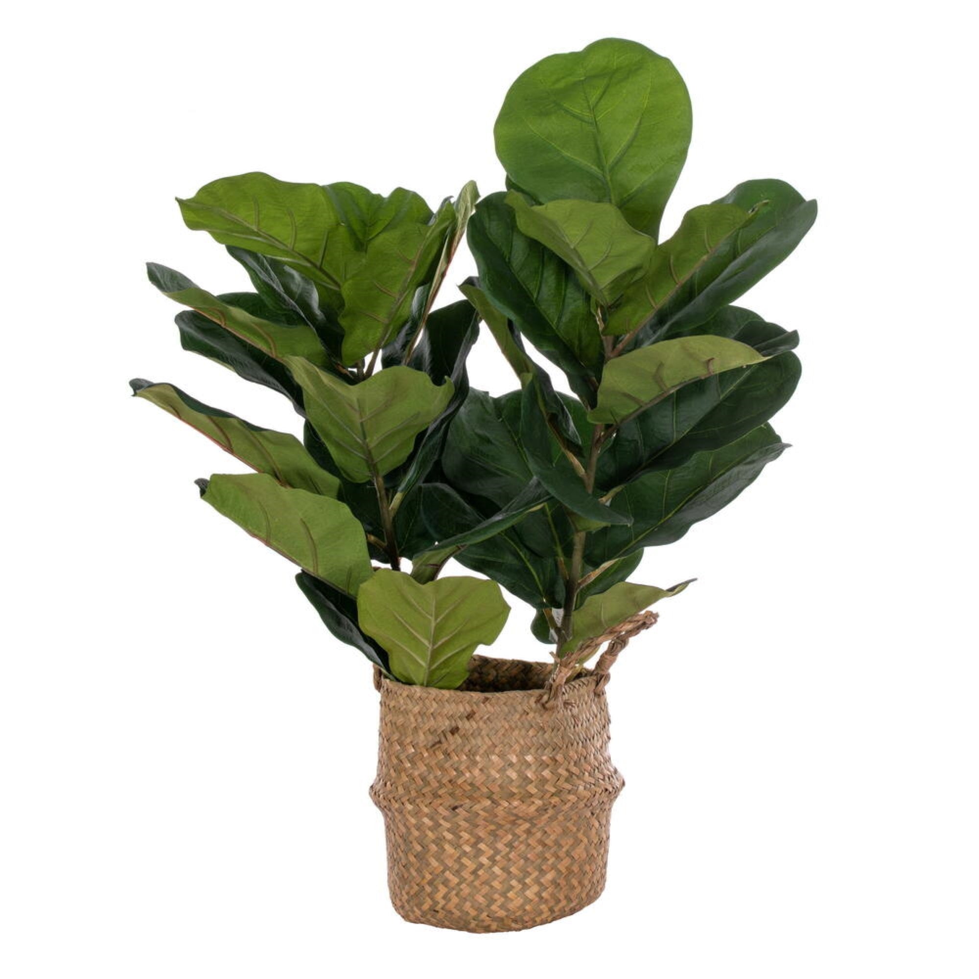 31 Two Stem Green Fiddle Leaf in Woven