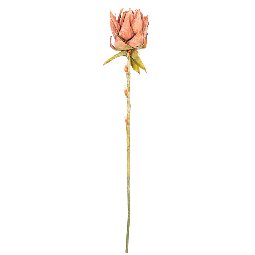 37” Red Dried Protea Stem 2/Bag