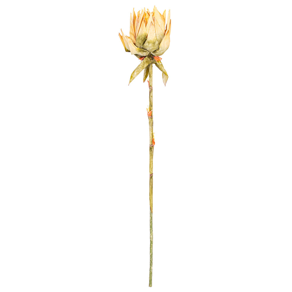 37” Cream Dried Protea Stem 2/Bag