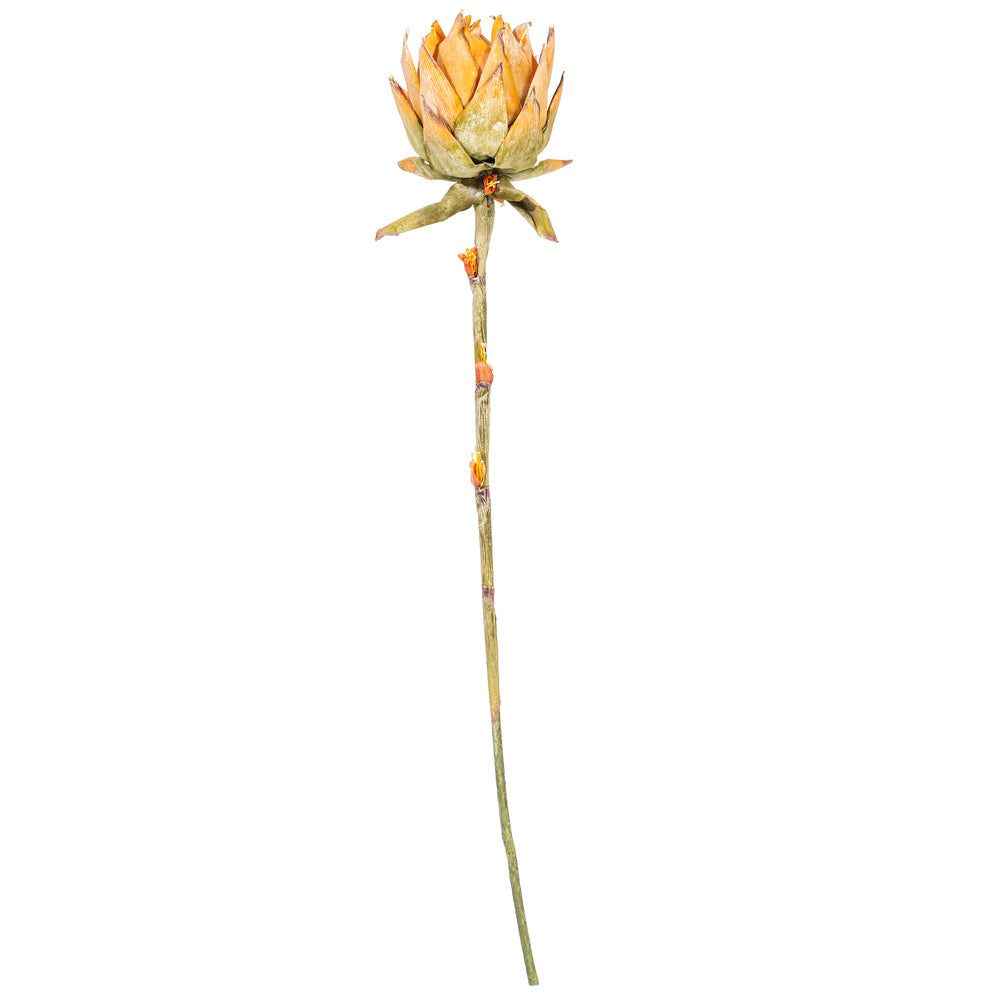 37″ Orange Dried Protea Stem 2/Bag