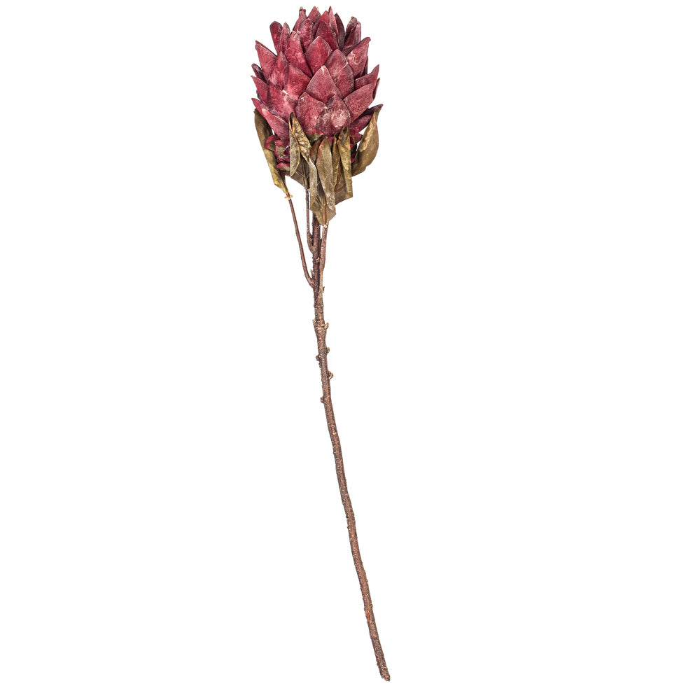 30.5” Light Red Dried Protea Stem 2/Bag