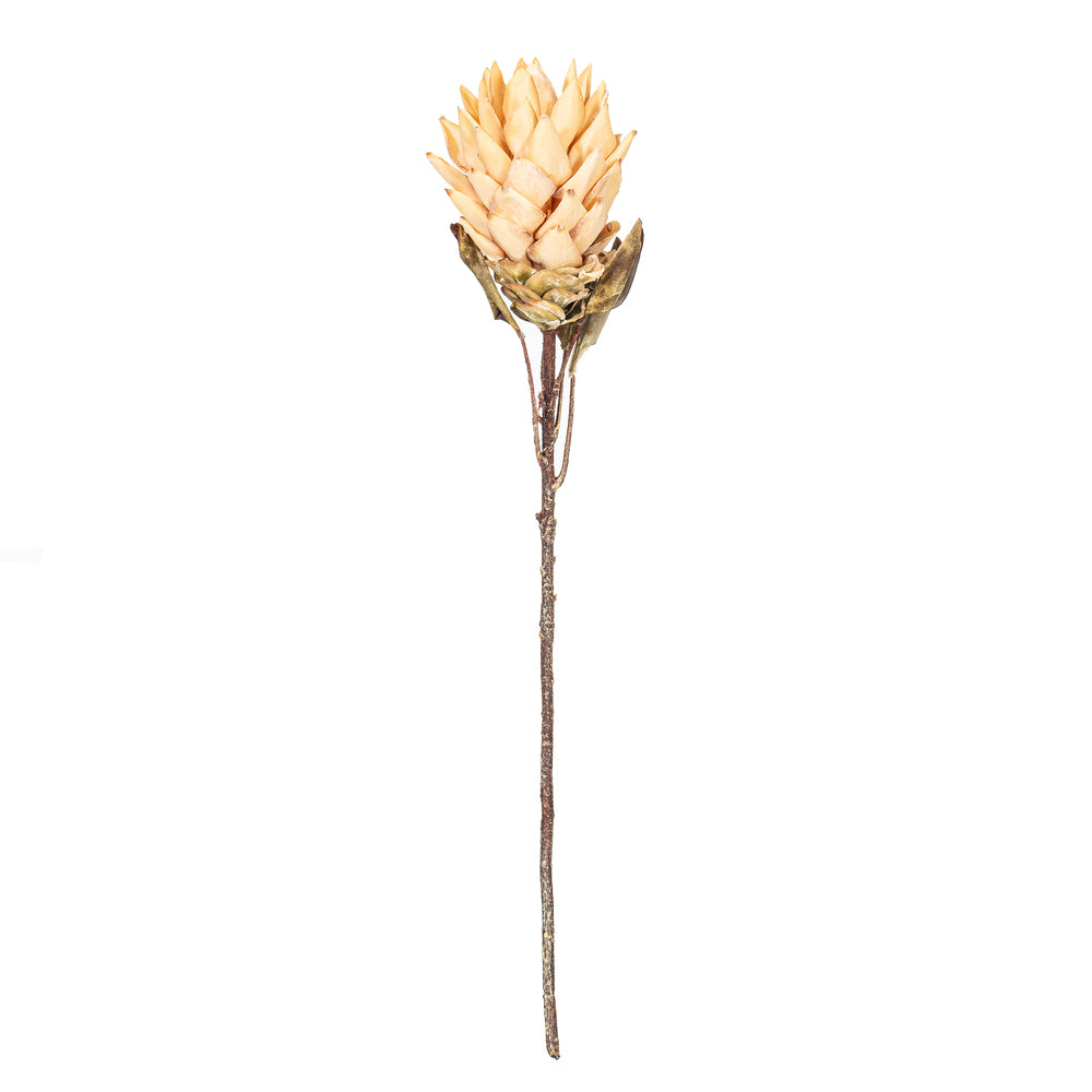 30.5″ Cream Dried Protea Stem 2/Bag