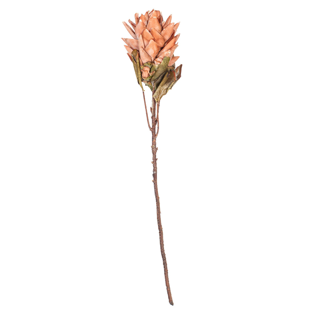 30.5″ Lt Orange Dried Protea Stem 2/Bag