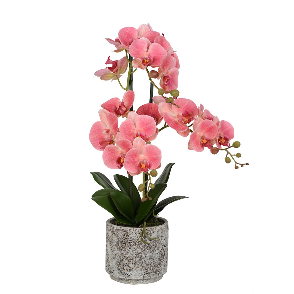 Vickerman 24” Pink Phal in Cement Pot RT - FN180801