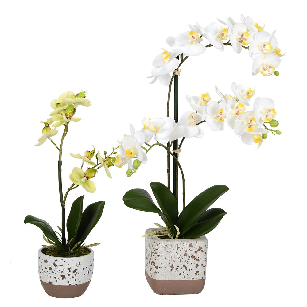 Vickerman 13.5”&18” Mini White Phal RT 2/set - FN180901