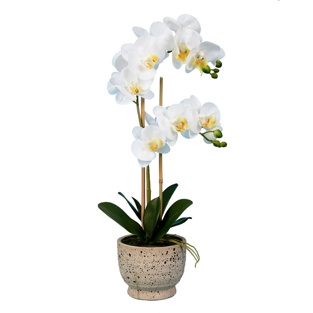 Vickerman 23” White Phal in Pot Real Touch - FN181301
