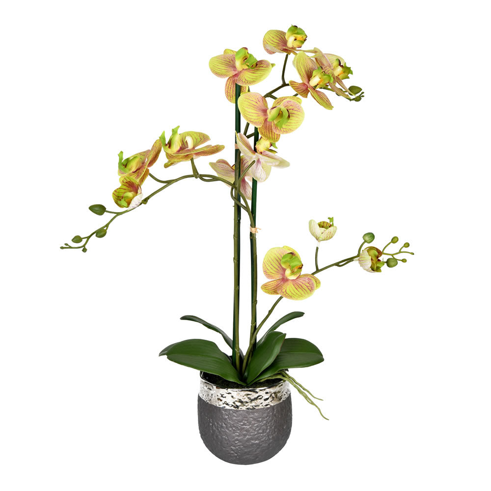 Vickerman 23.5” Green Phalaenopsis In Pot - FN190202