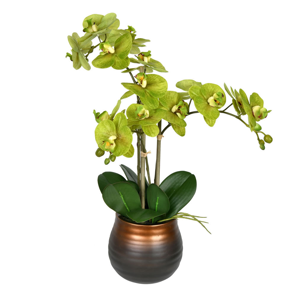 Vickerman 22” Green Phalaenopsis In Pot - FN190502