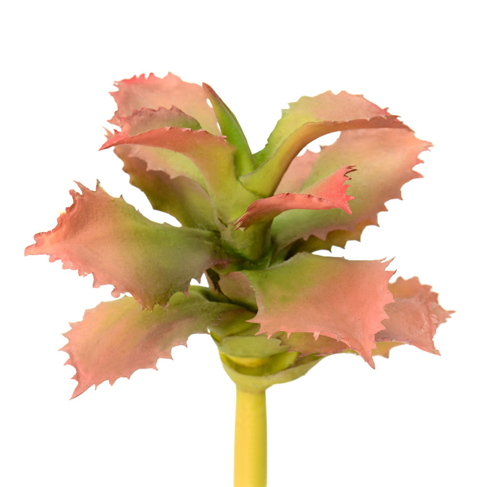 Vickerman 5” Red/Green Adromischcus Pick 3/Pk - FO180101