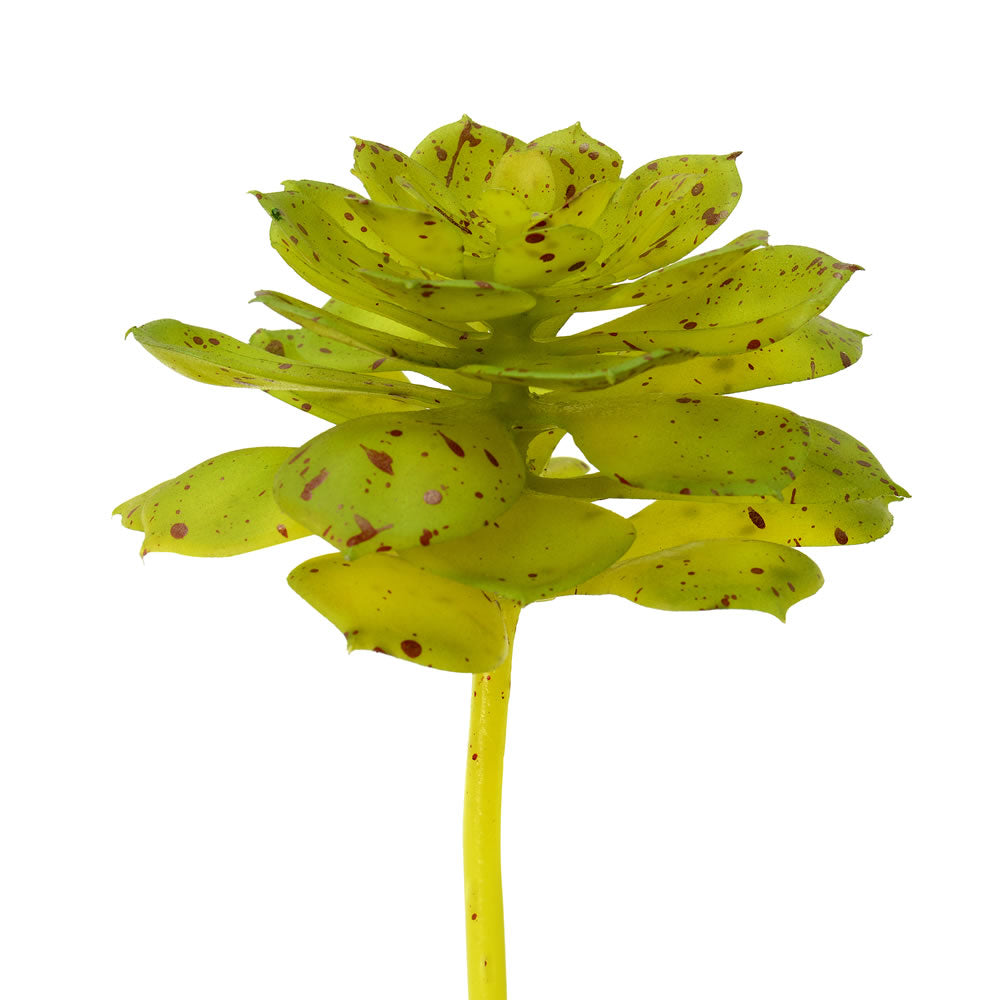 Vickerman 6” Green/Brown Spotted Echeveria 3/Pk - FO180901