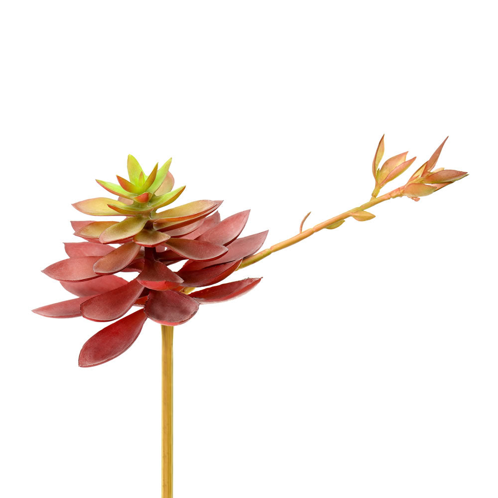 Vickerman 6” Black Prince Echeveria Pick 3/Pk - FO181101