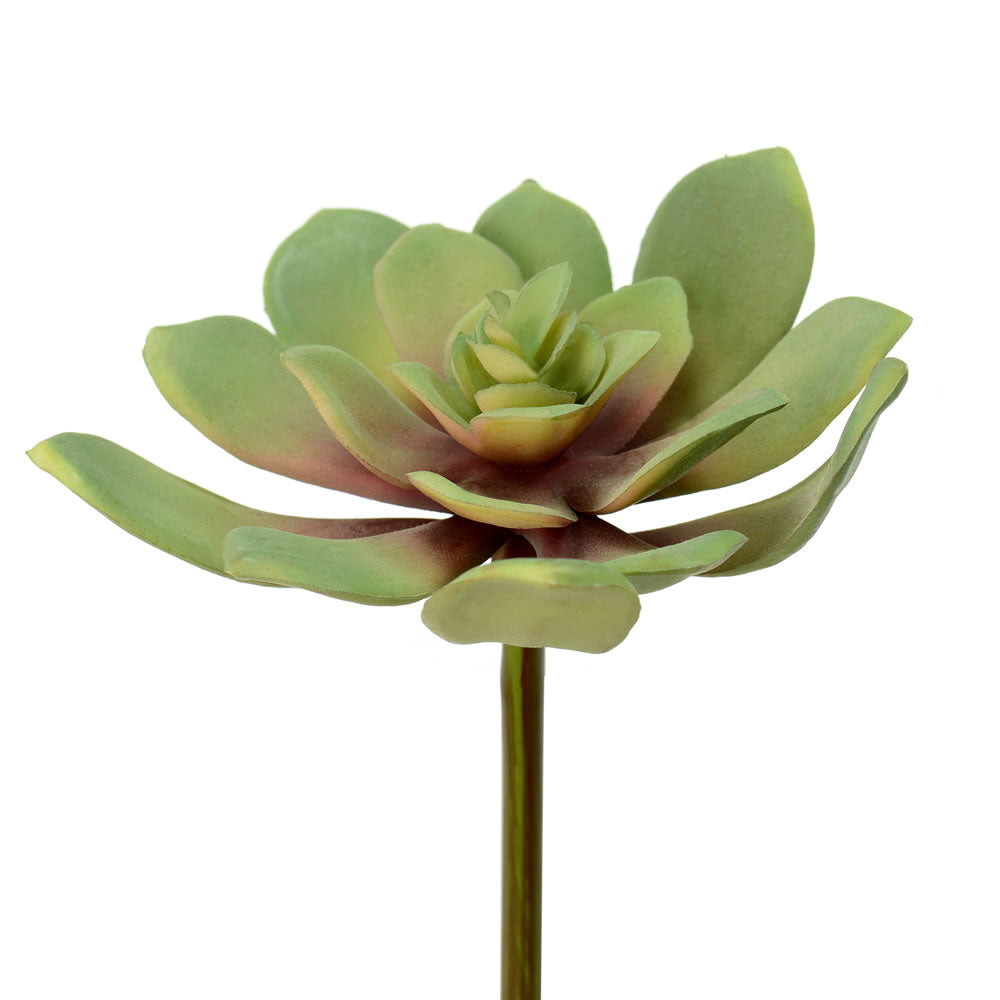Vickerman 5.5” Green Echeveria Pick 3/Pk - FO181501
