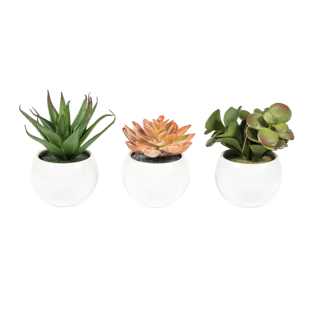 Vickerman 5” Green/Red/Gray Succulent Wht Pot Set3 - FO190501