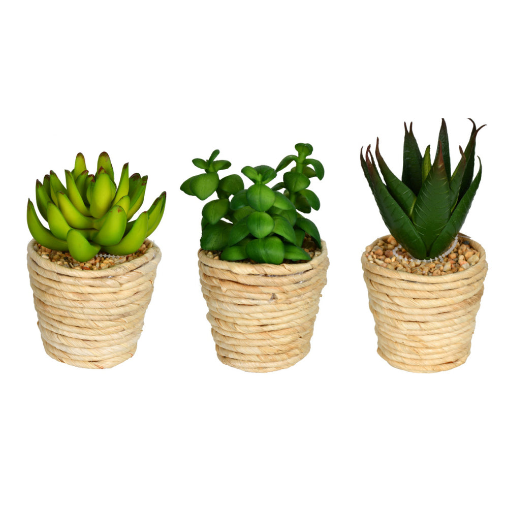 Vickerman 5” Green/Red Succulent Twine Pot Set/3 - FO191001