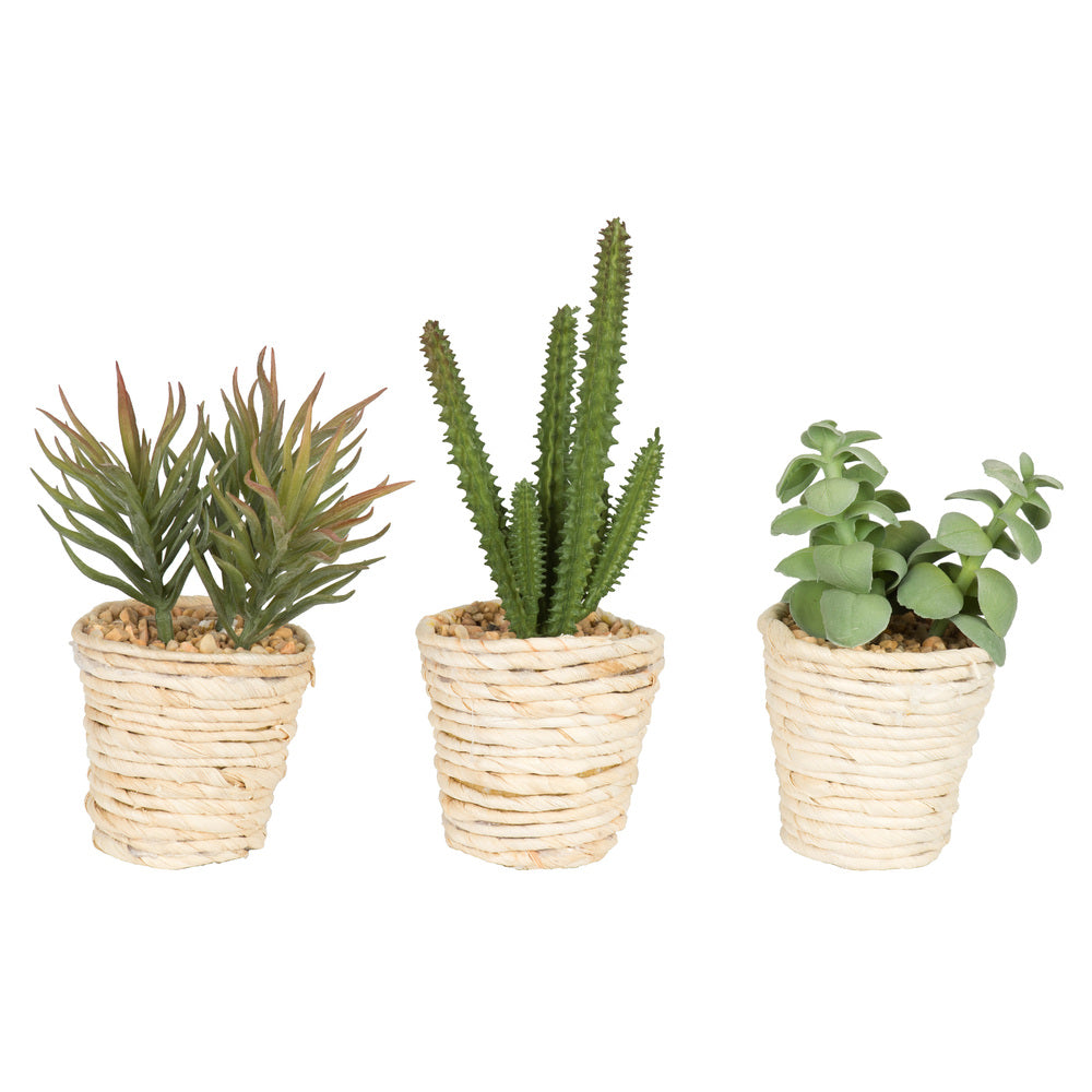 Vickerman 5”  Potted Succulent Cactus Asst Set/3 - FO197501
