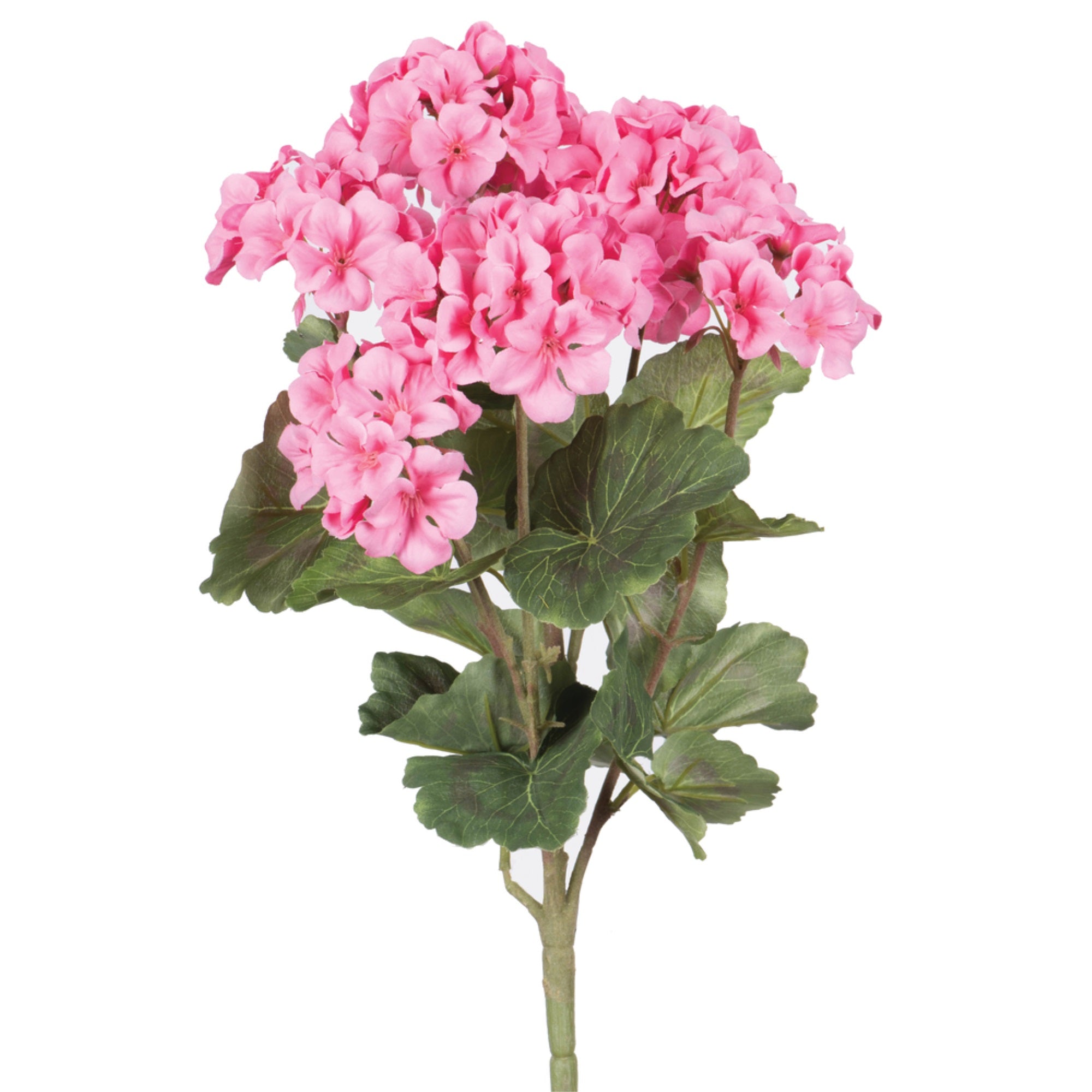 18” Coral Geranium Bush 4/pk