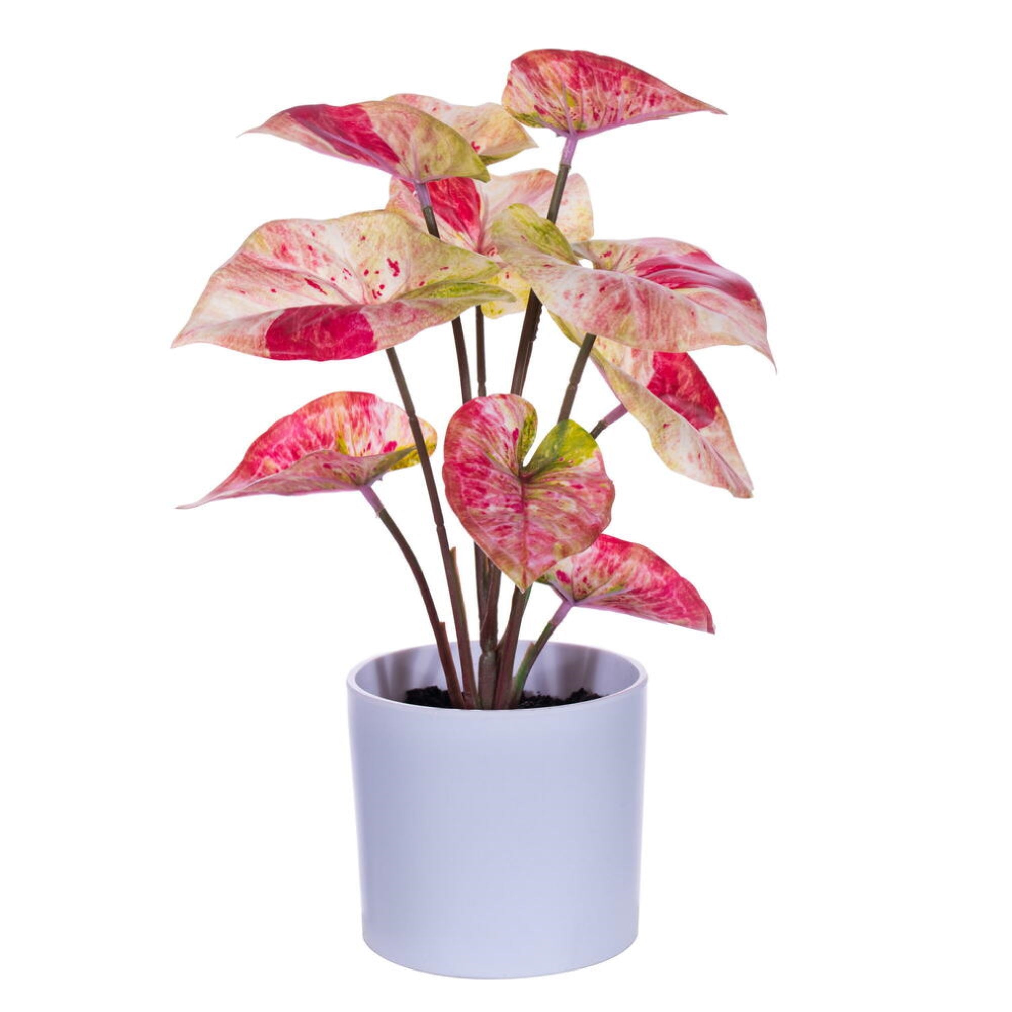 11.5″ Red Leaves in Pot 2/Bag