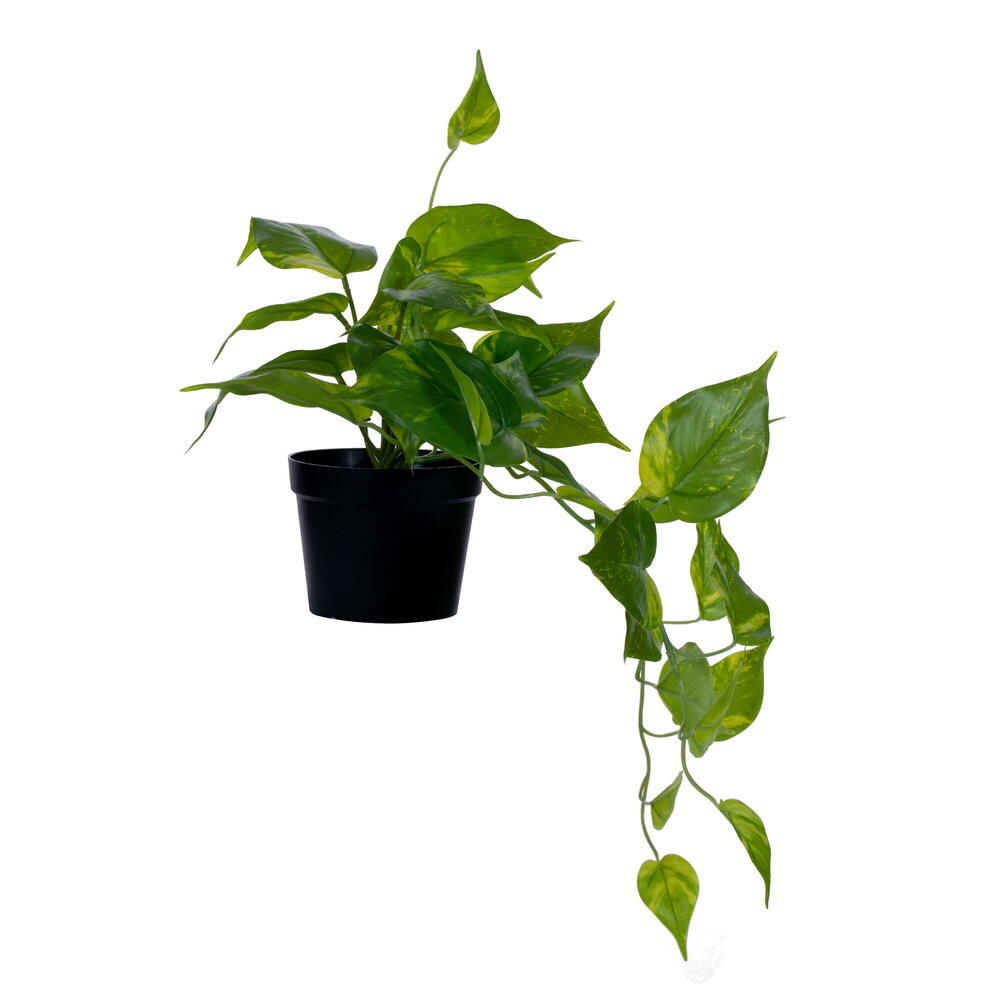 20” Green Potted Pothos Plant